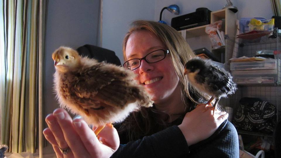 baby-chicks-ethical-urban-farming