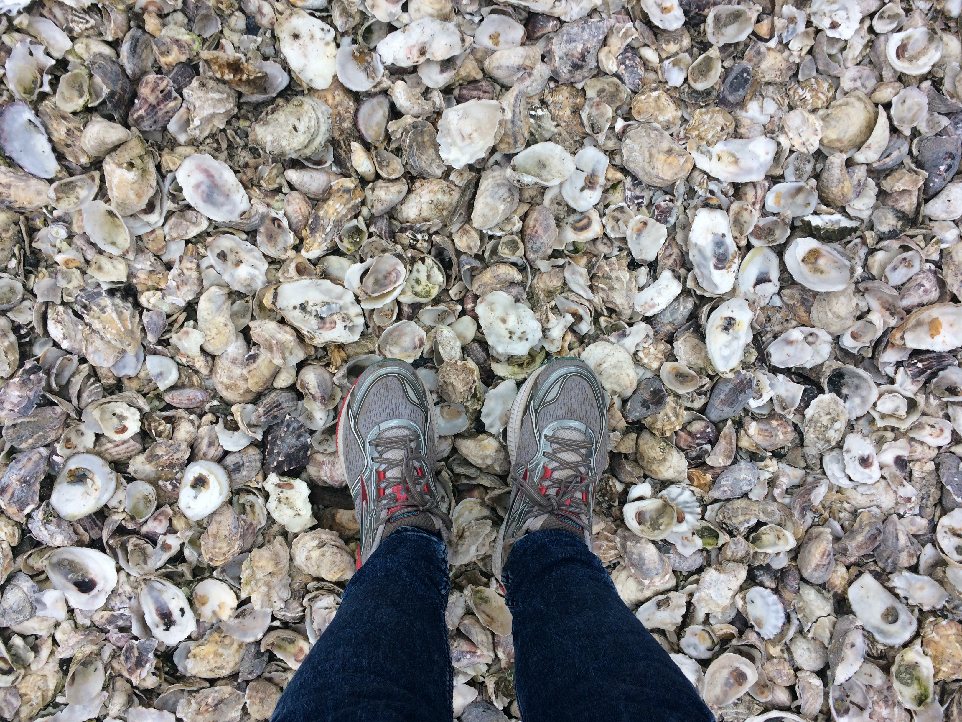 oyster-shells-shoes