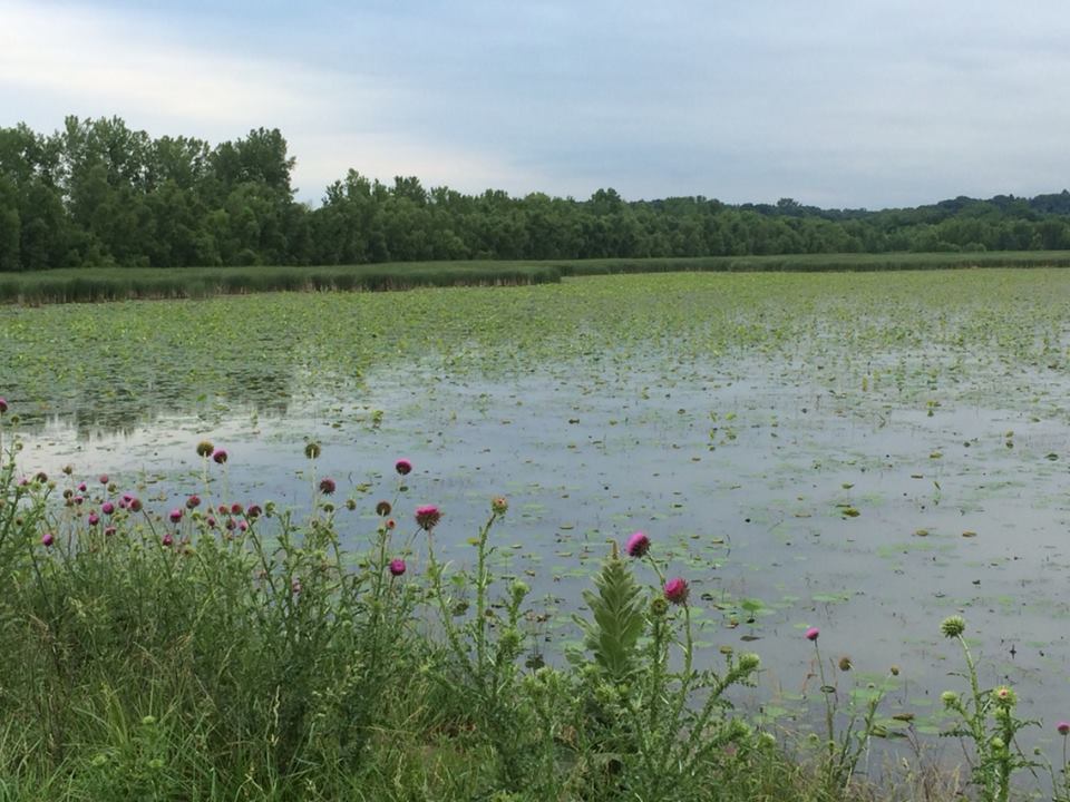 missouri-marshes