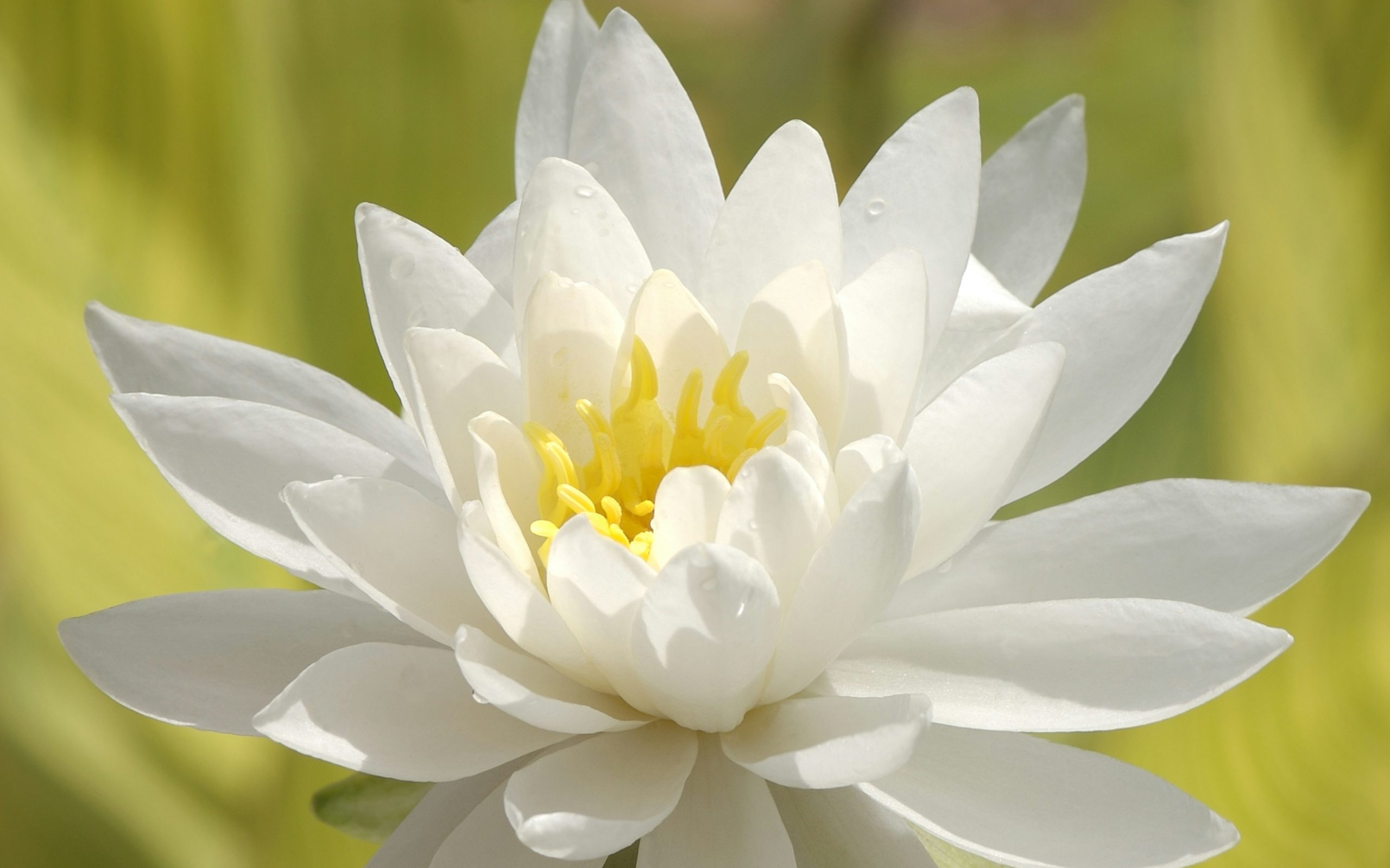 close up of a flower